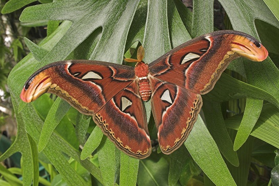 Lehkost motýlích křídel Atacus atlas