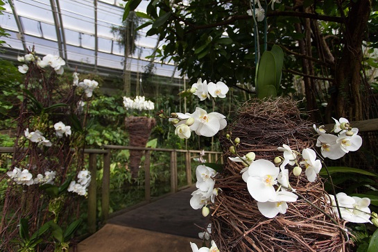 Výstava orchidejí