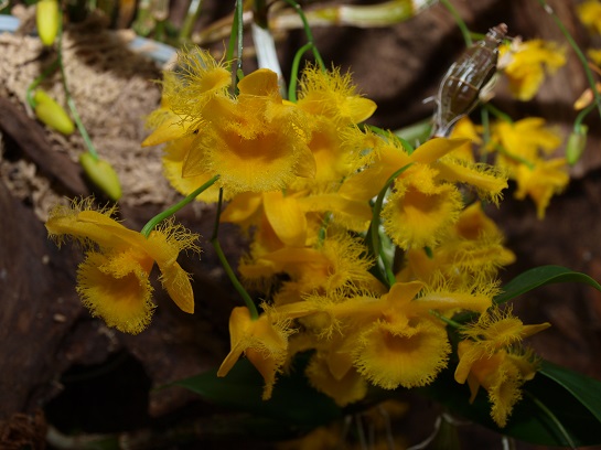 Výstava orchidejíDendrobium harveyanum