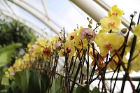 orchideje náhled